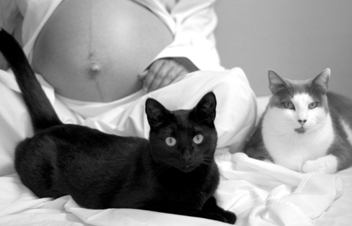 preg cats